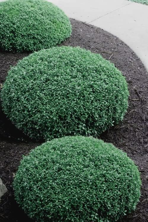 Soft Touch Compact Japanese Holly | 10 Live Plants | Ilex crenata | Low Maintenance Evergreen Shrub