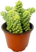 Sedum Burrito (Burro’s Tail) Live Succulent Plant - Trailing Green Bead Foliage, Easy Care Indoor Hanging Basket Succulent for Home & Office Decor (Rooted in 4" Nursery Pot)