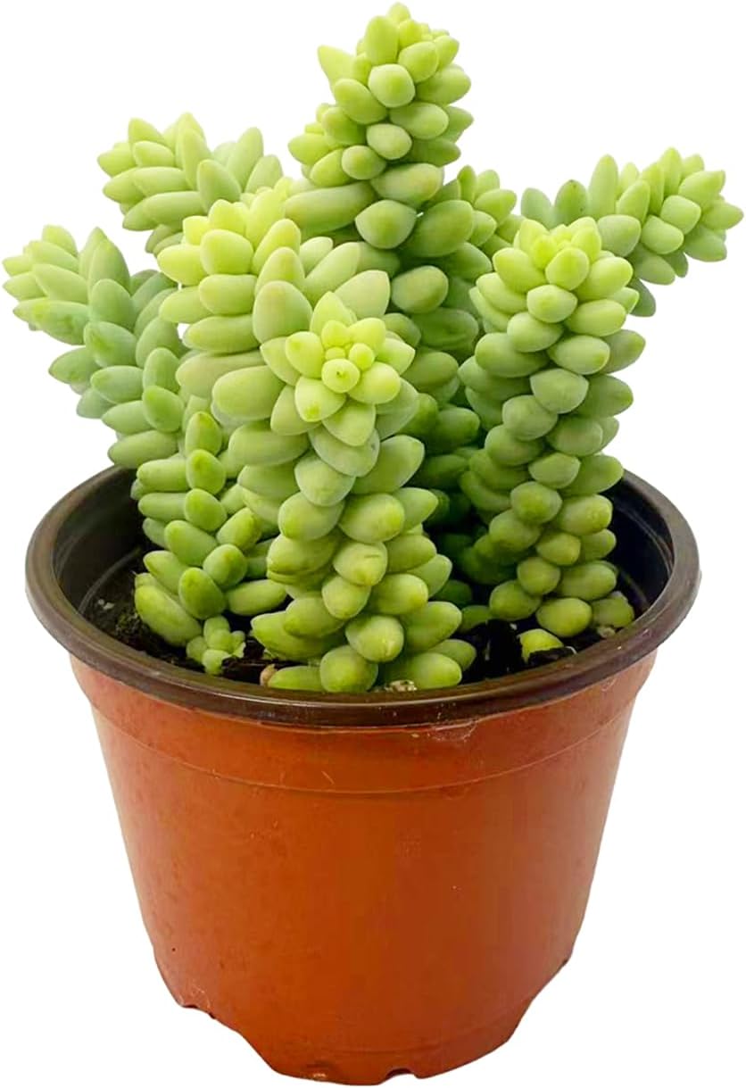 Sedum Burrito (Burro’s Tail) Live Succulent Plant - Trailing Green Bead Foliage, Easy Care Indoor Hanging Basket Succulent for Home & Office Decor (Rooted in 4" Nursery Pot)