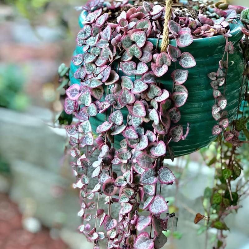 Ceropegia Woodii Variegated String of Hearts Live Plant, Rare Trailing Succulent Vine in 2.5" Pot, Indoor Hanging Plant