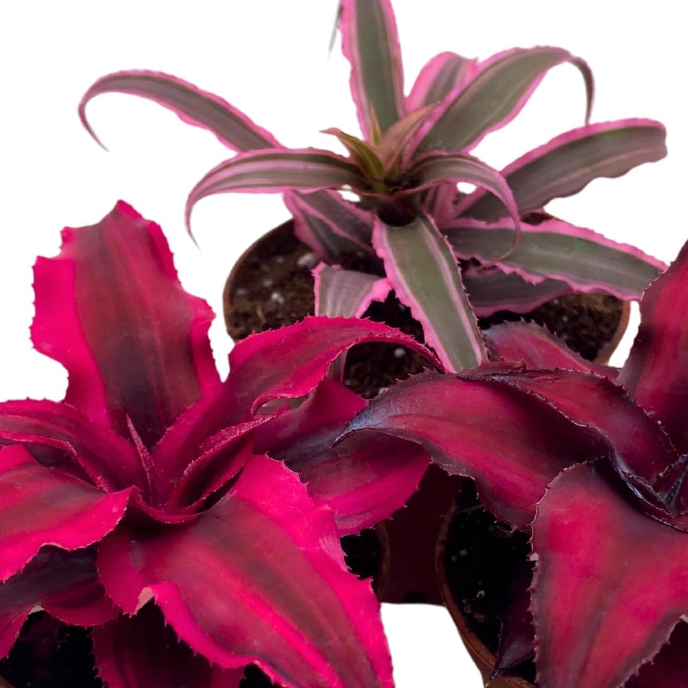 BubbleBlooms Cryptanthus bivittatus Assortment, Earth Star Bromeliad Set, 3 Different Succulents