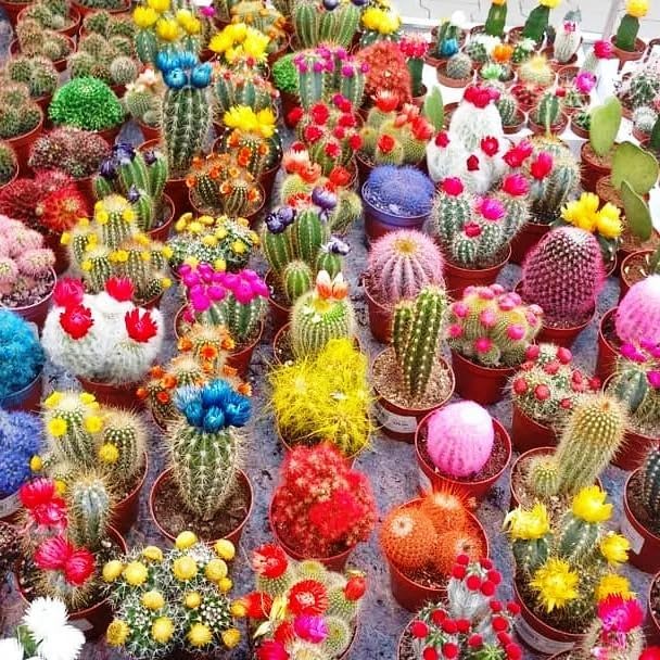 Seeds Cactus Variety Multicolor Mix - Succulents for Planting - GMO Free