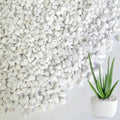 HappyFiller Succulent Cactus Soil Cover Gravels,Indoor Plants Decorative Small Rock,2-5mm Natural White Stones for Aquarium Fish Tank,Grow Media Cultivation Hydroponic Pebbles,1.1 LB