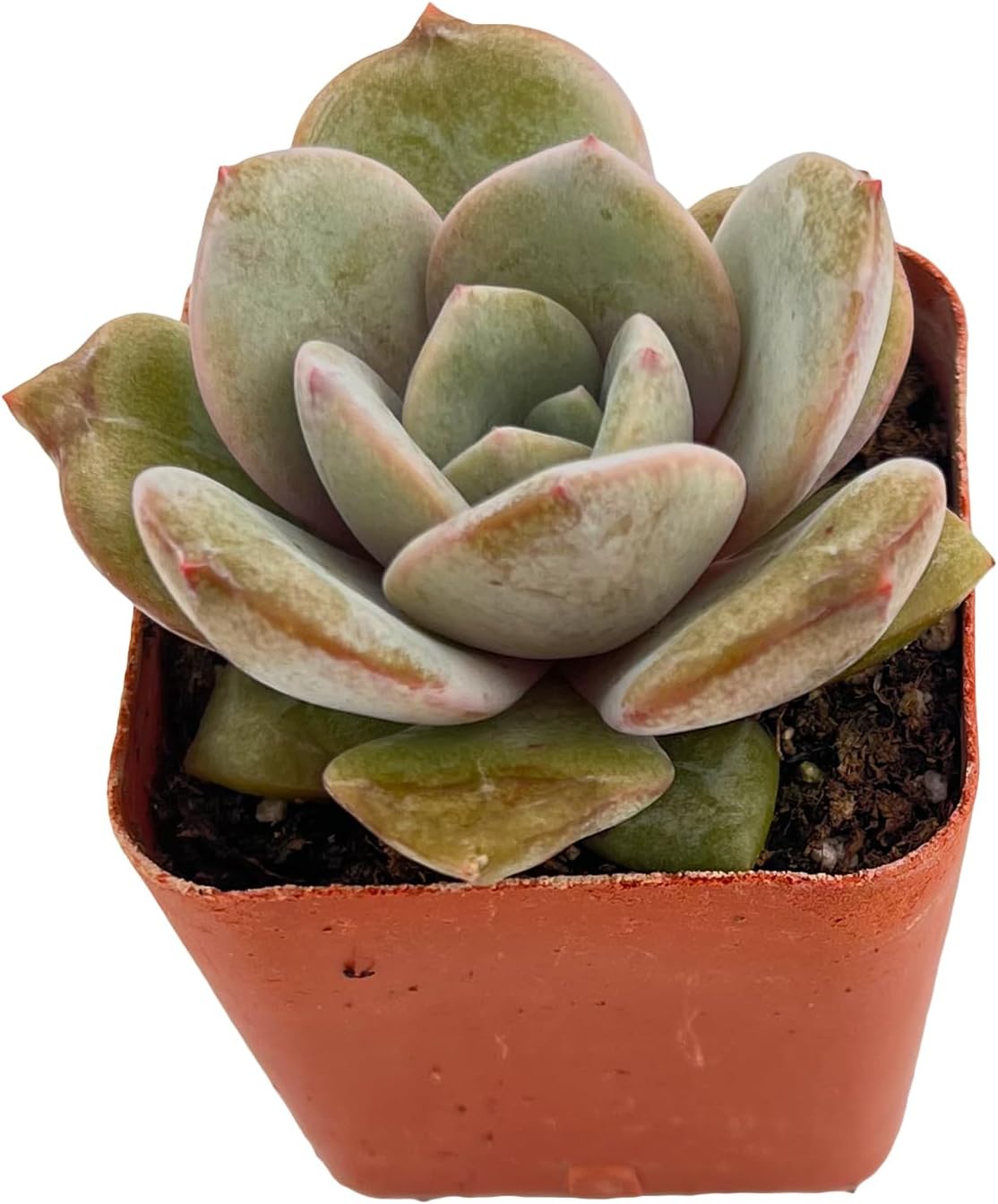 Sprout N Green Echeveria 'German Champagne', Live Succulent Fully Rooted in 2 inch Starter Pot, House Plant for Indoor Outdoor Home Office Wedding Decoration Party Favor