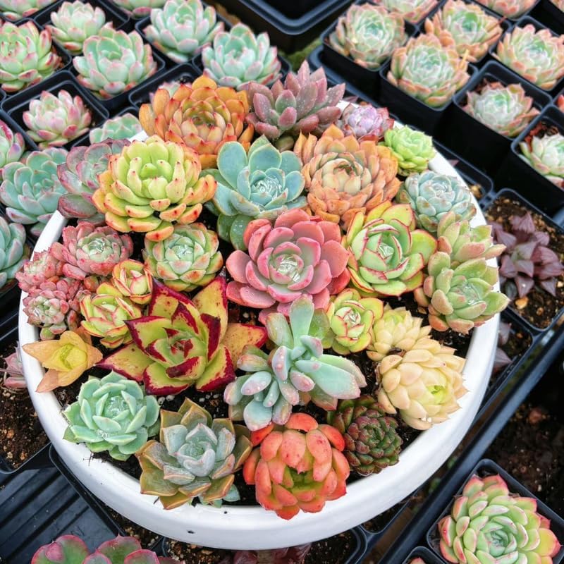 Pack 5 of Assorted Succulents Plant, 2 Inch Succulents Potted, Easy Care Mix Varieties, Succulent Cactus Live Plants in 2'' Pot Houseplant