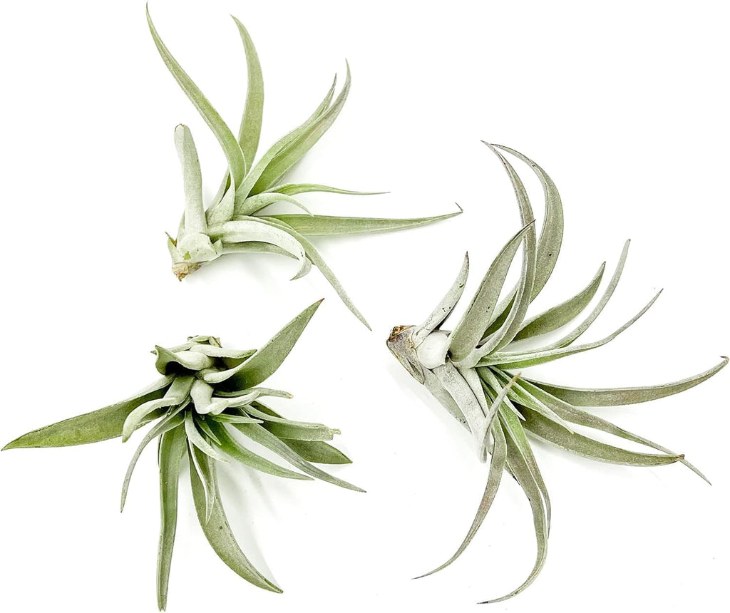 ragnaroc Air Plants - Flowering Tillandsia Harrisii, Large 3-5" - 3ct - Live Arrival Guaranteed - House Plants for Home Decor & Gift