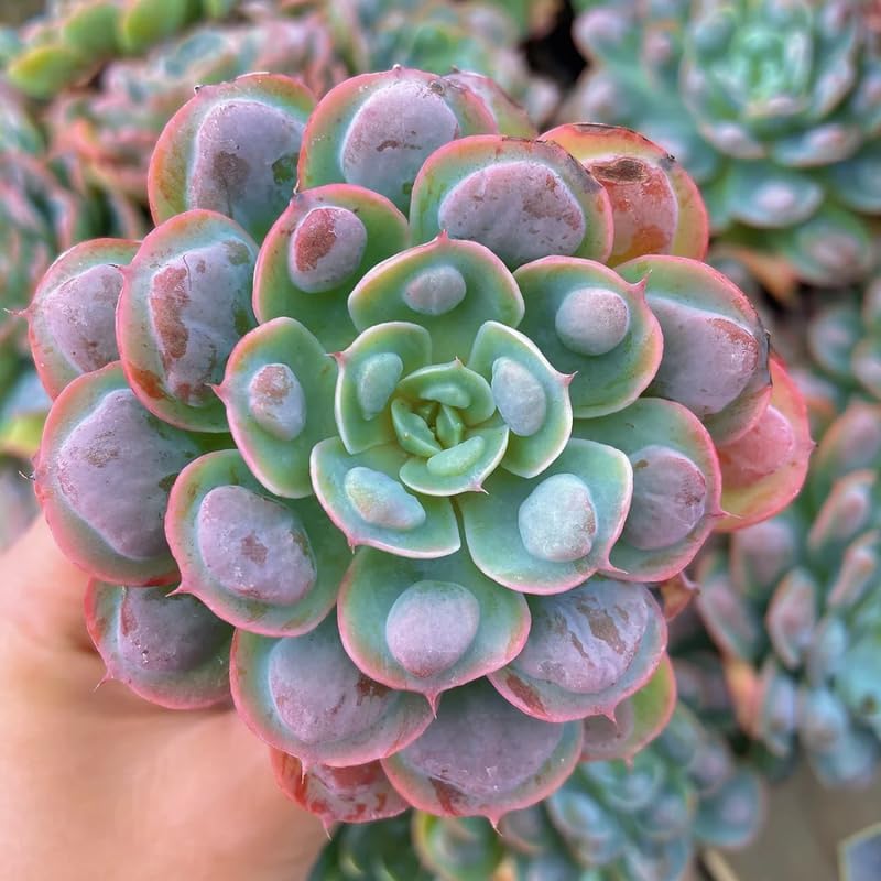 Echeveria Succulents Live Plants for Planting, Live Echeveria Succulents, Live Echeveria Plant, Live Echeveria Succulents, Echeveria Rain 4 Inch