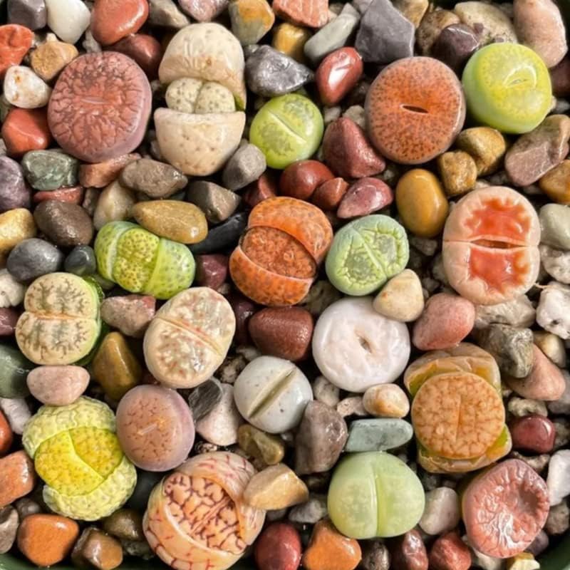 20 Lithops Live Plants Mix, Colorful Lithops Succulents Plants Live, Rocks Living Stones Succulent for Planting Indoors Outdoors