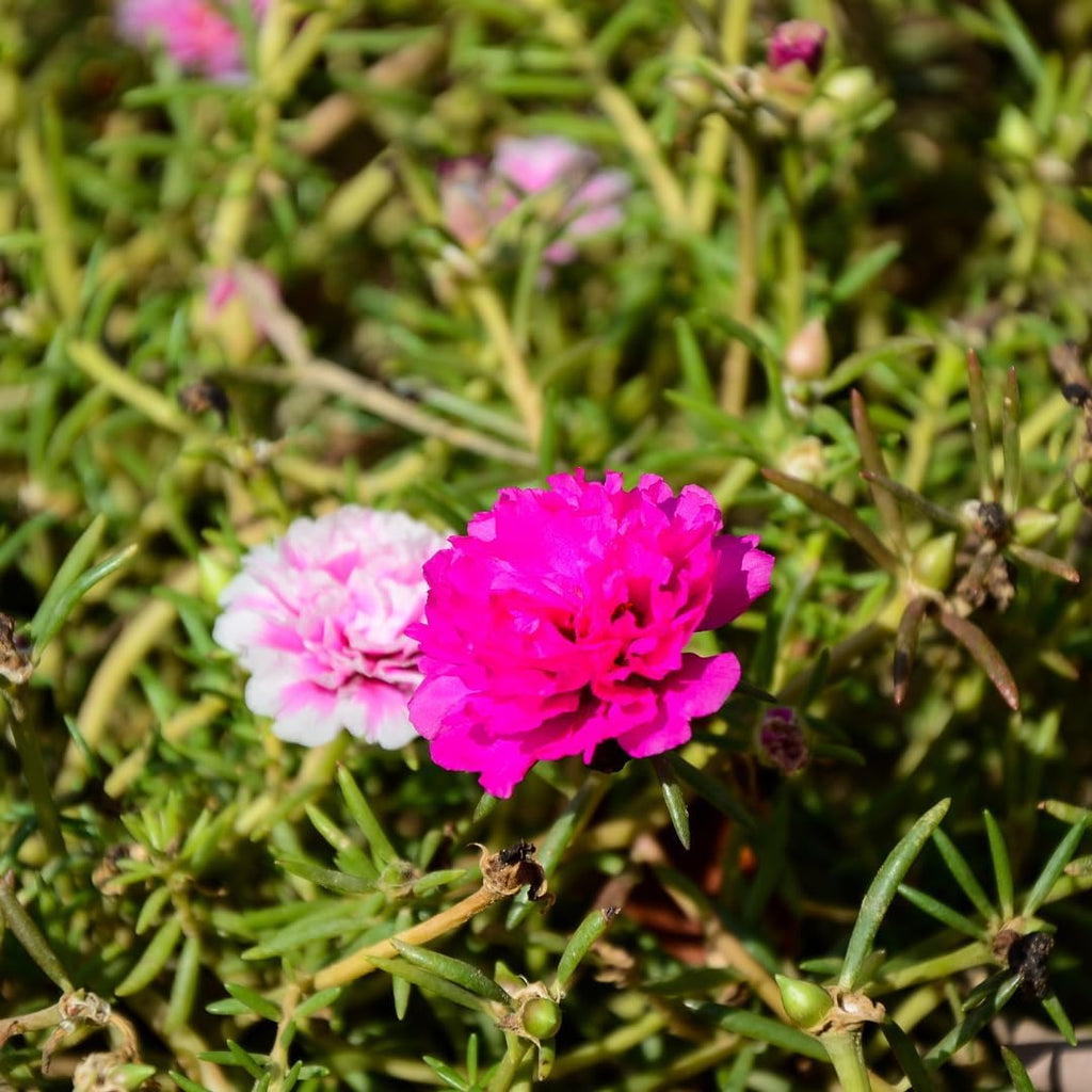 Moss Rose Live Plant, Pink Portulaca Bloom, Moss Flower Plants, 3-5 Inch for Growing