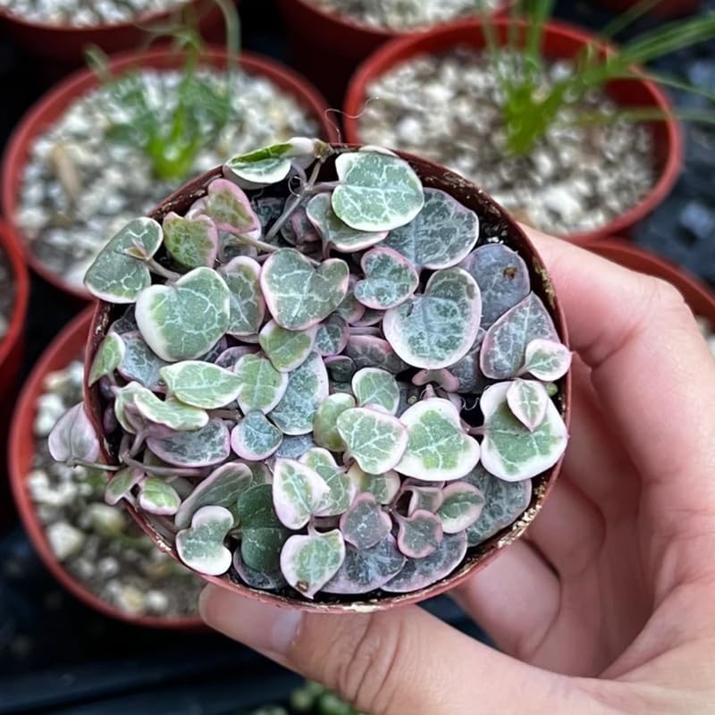 Ceropegia Woodii Variegated String of Hearts Live Plant, in Pot, Trailing Succulent Plant, Hanging Vine Live Indoor Houseplant