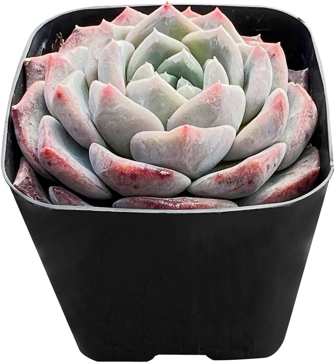 Sprout N Green Echeveria Snow Fairy in 2 inch Starter Pot, Rare Live Succulent Plant Fully Rooted in Planter with Soil, Home Office Indoor Outdoor Wedding Decoration DIY Projects Party Favor