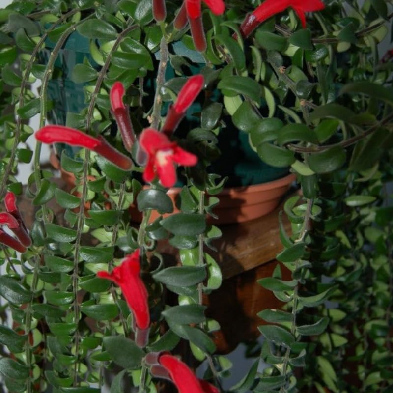 Lipstick Plants Live Houseplants Indoor |4 Inch Tall Indoor Flowering Twister Lipstick Plant Aeschywanthus for Hanging Baskets or Home Décor