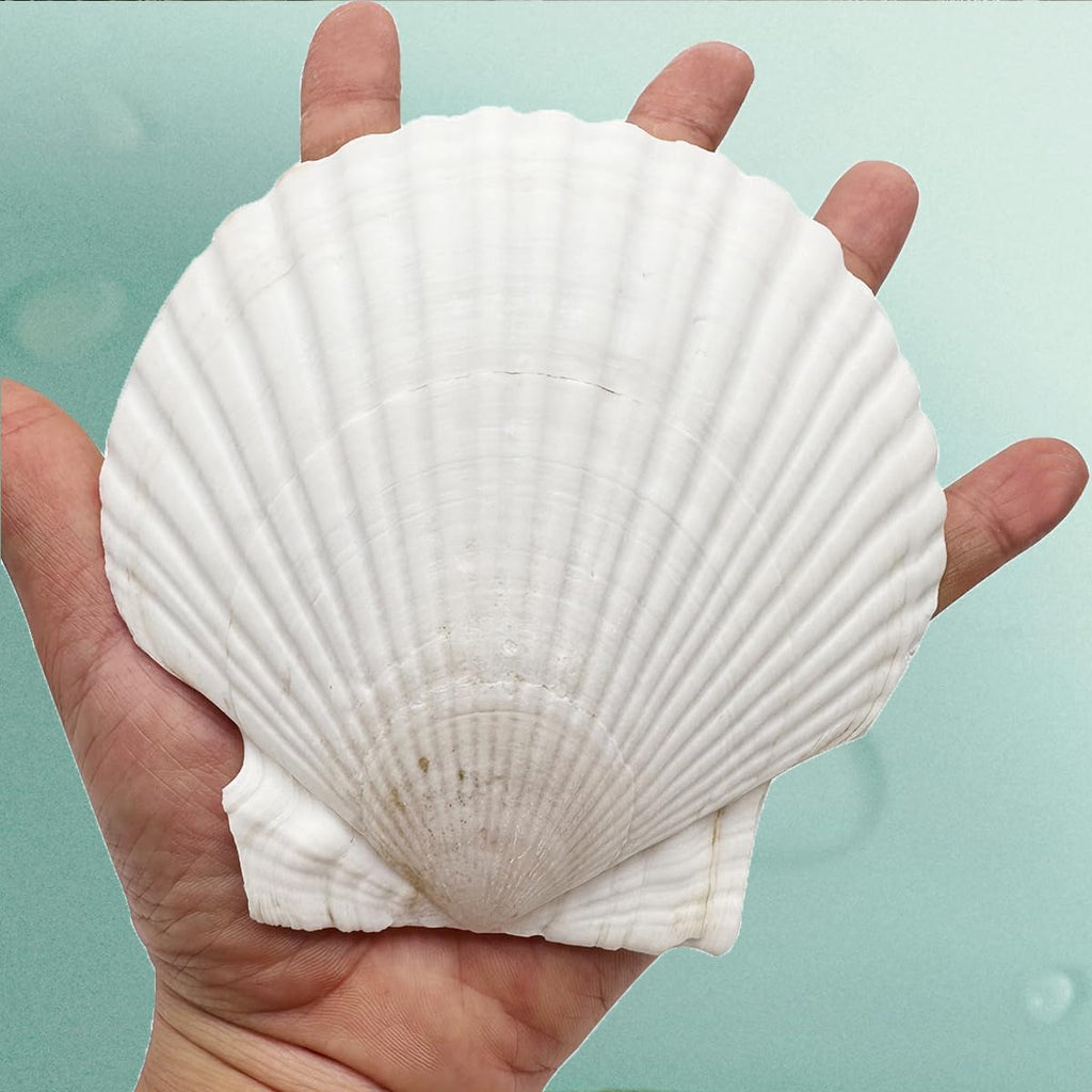 Dorothy 10 PCS Natural Sea Shells for Crafts 4-5 Inches White Bulk Scallop Shells for Decorating, DIY Crafts Decor, Wedding Decoration, Beach Theme Party, Home Decor（10-12cm）