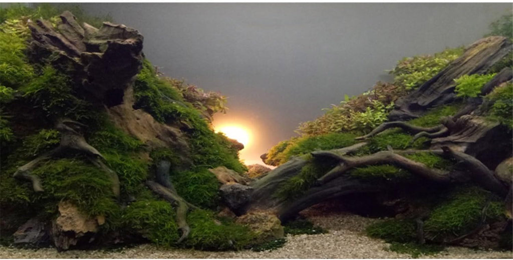 AWERT River Bed & Lake Aquarium Background Sunshine Aquatic Plant Fish Tank Background Vinyl 72x24 inches