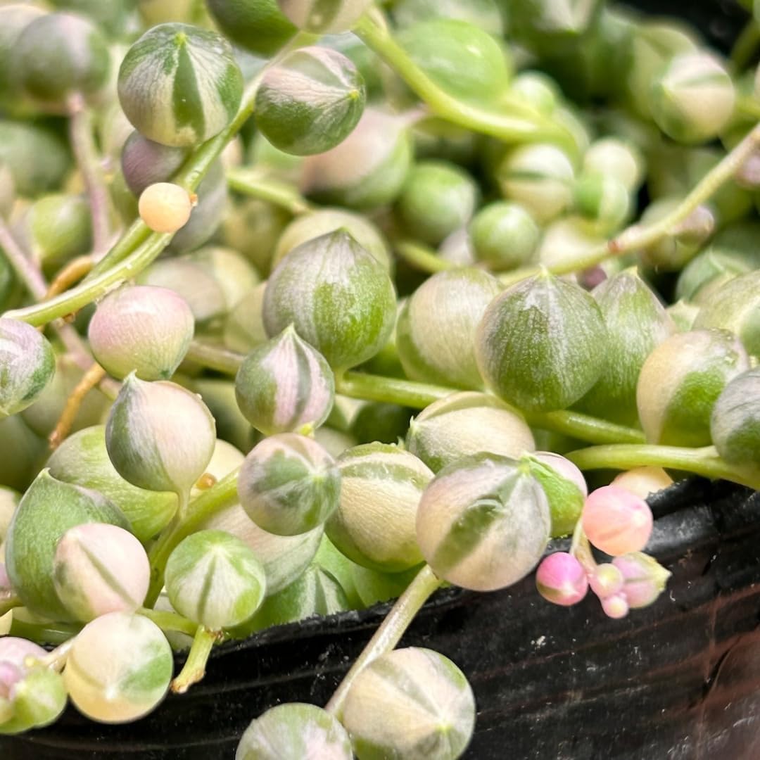 Variegated String of Pearls Plant, Live Succulent Vine in Pot, Rare Indoor Houseplant (2 Inch Pot)