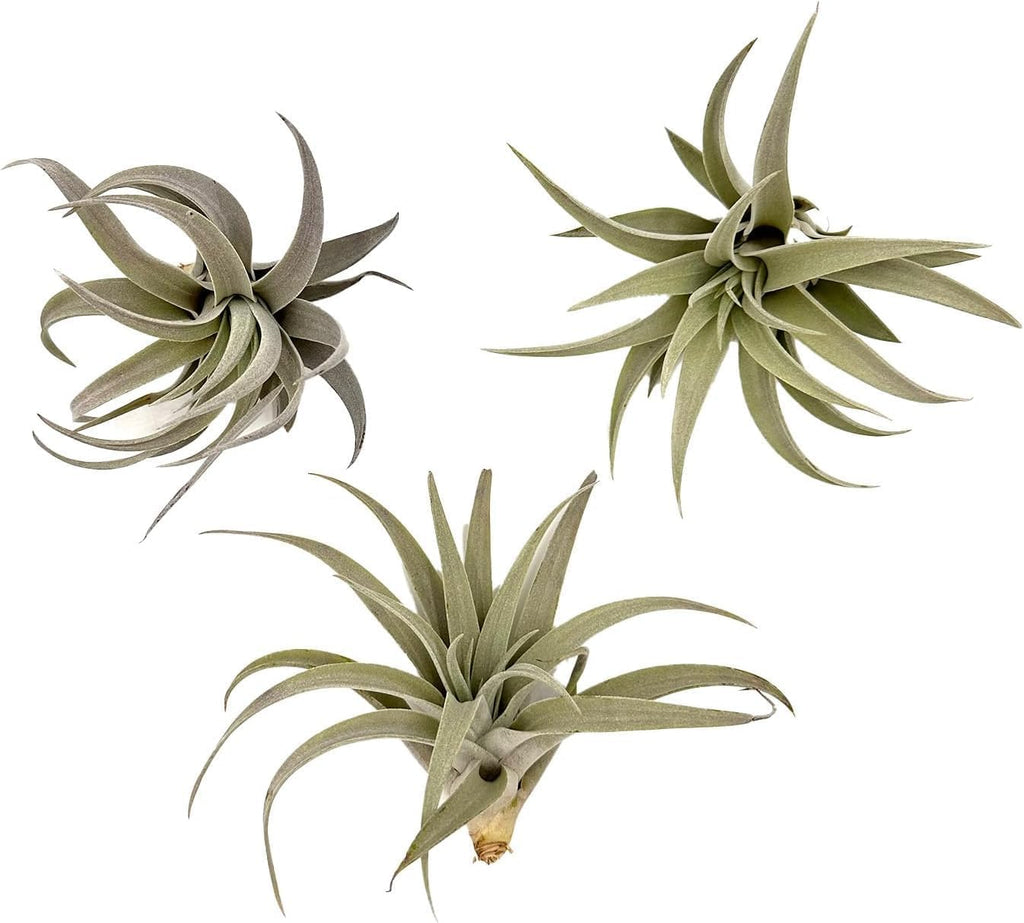ragnaroc Air Plants - Flowering Tillandsia Harrisii, Large 3-5" - 3ct - Live Arrival Guaranteed - House Plants for Home Decor & Gift