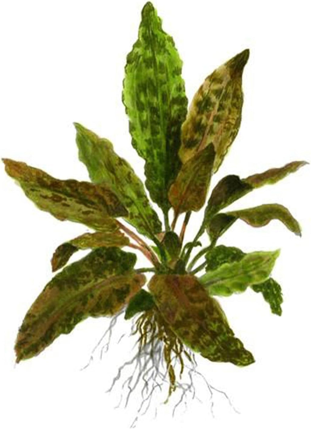 Cryptocoryne (Wendtii Brown) - Different Coloration - Aquascaping Plant - MidGround Positioning - All Natural & Organic Aquatic Plant - Long Lasting & Easy to Care - Small