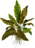Cryptocoryne (Wendtii Brown) - Different Coloration - Aquascaping Plant - MidGround Positioning - All Natural & Organic Aquatic Plant - Long Lasting & Easy to Care - Small