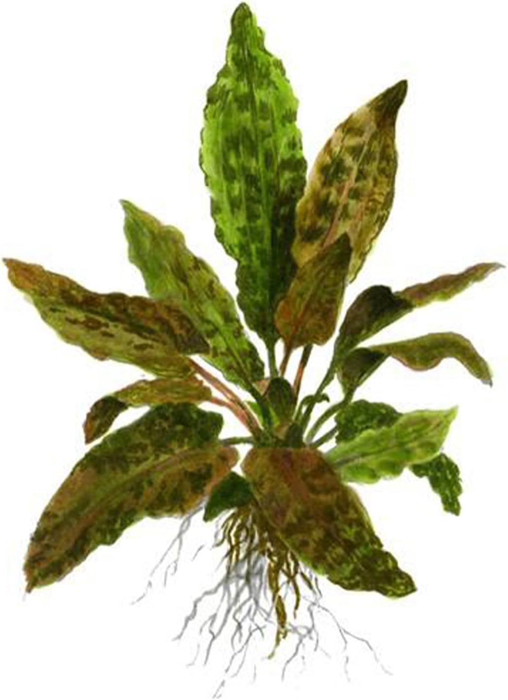 Cryptocoryne (Wendtii Brown) - Different Coloration - Aquascaping Plant - MidGround Positioning - All Natural & Organic Aquatic Plant - Long Lasting & Easy to Care - Small