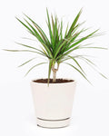 Small Size Dracaena Marginata Sunray Cane (4" White Minimalist Pot w Saucer) - Indoor, Air-Purifying, Easy to Grow Houseplant - Live Healthy Houseplant for Home Office Decoration