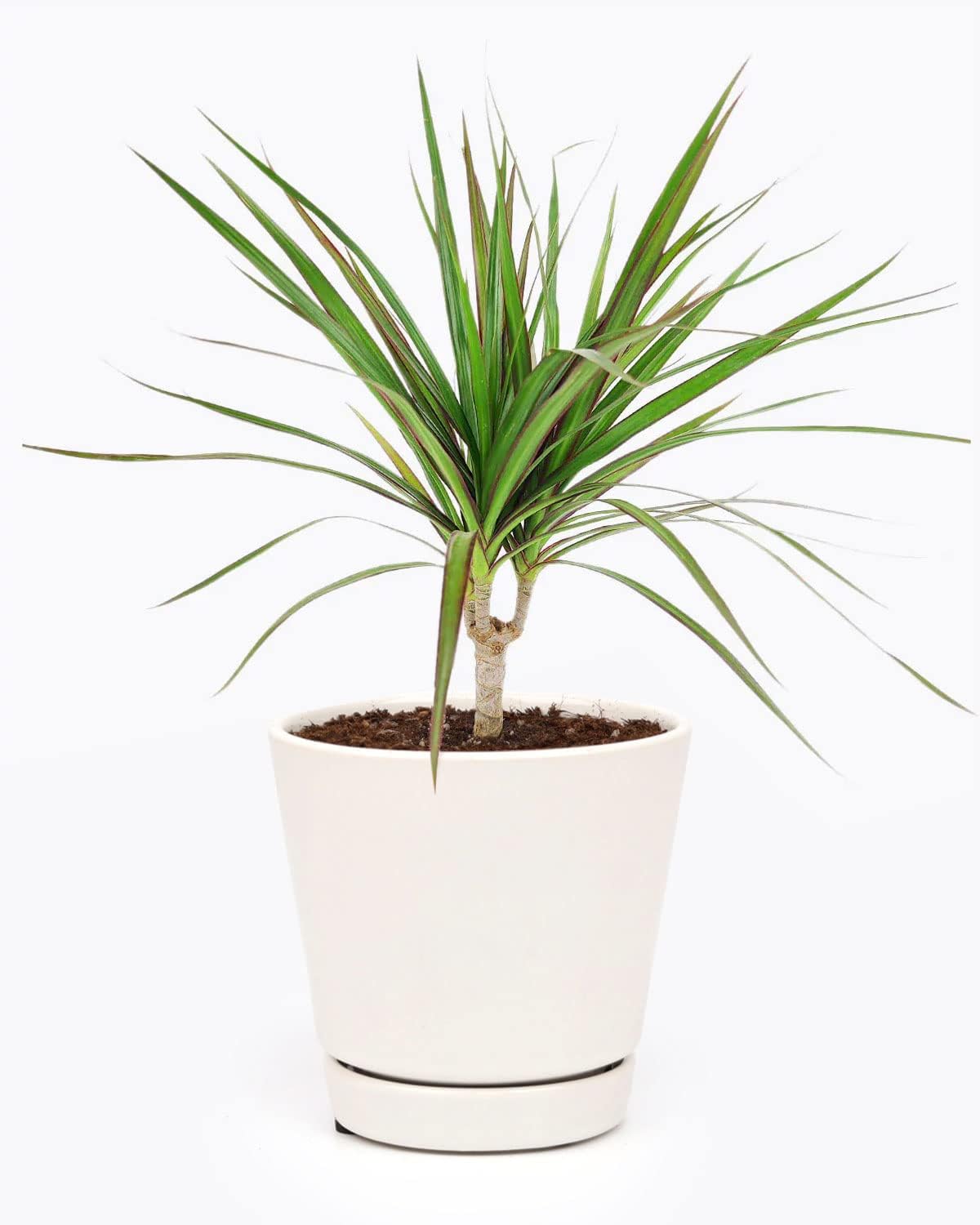 Small Size Dracaena Marginata Sunray Cane (4" White Minimalist Pot w Saucer) - Indoor, Air-Purifying, Easy to Grow Houseplant - Live Healthy Houseplant for Home Office Decoration