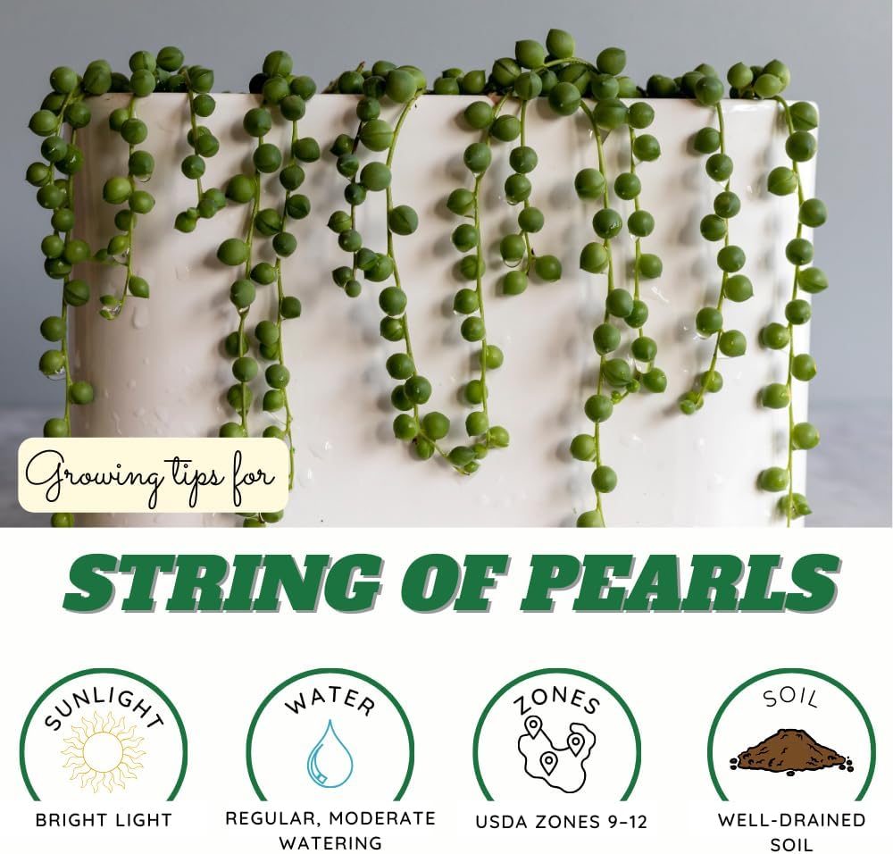 String of Pearls Plant Live, String of Pearls, Trailing Succulent from 4 to 7 inches in Height, 4 inch Pot for Indoor Planting