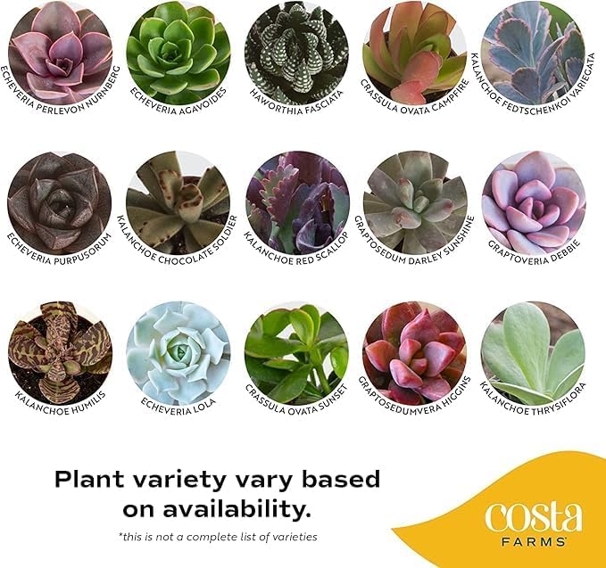 Costa Farms Succulents (100 Pack), Live Mini Succulent Plants, Hand-Selected Variety Mix, Potted in Nursery Plant Pots, Gift for Bulk Baby Shower, Bridal Shower, DIY Room Decor