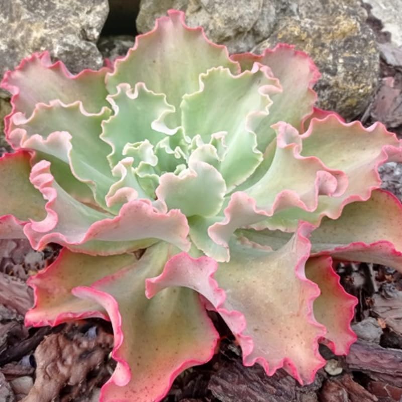Echeveria Succulents Live Plants for Planting, Live Echeveria Succulents, Live Echeveria Plant, Live Echeveria Succulents, Echeveria Blue Curl 4 Inch
