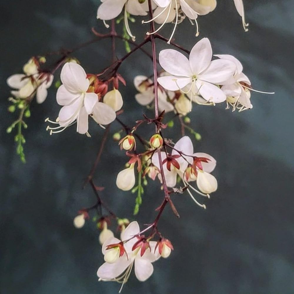 Smithianum Wallichii Clerodendrum Plants Live, Trailing Light Bulb Flowering Vine, 4-8 Inch Tall, Ready to Plant Outdoor