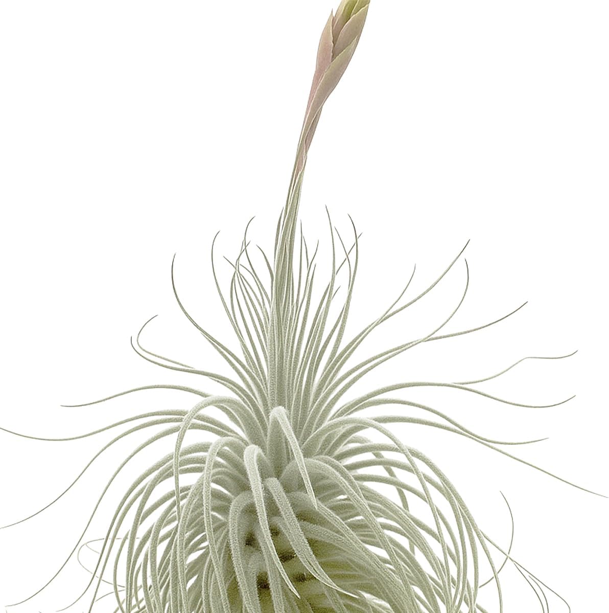 ragnaroc Live air Plant - Tillandsia Tectorum Air Plant 4-6" – 5ct – Unique Shape with Silvery Fuzz – Low Maintenance Houseplant – Perfect for Decor, Terrariums, Gifts - Live Arrival Guaranteed