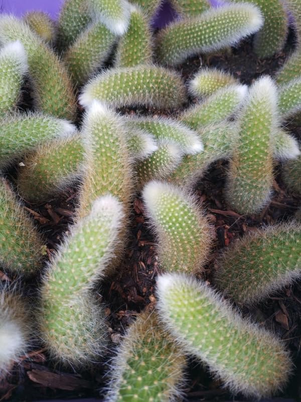 Monkey Tail Cactus Live Plants, Monkey Tail Cactus Live, Monkey Tail Cactus Plants for Planting, Live Monkey Tail Cactus, No Pot, 3.5 to 5 Inches Tall