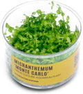 Ultum Nature Systems Micranthemum Monte Carlo Tissue Culture Live Plant for Aquarium, Aquascape, Freshwater Planted Fish Tanks - 100% Snail Free in Vitro