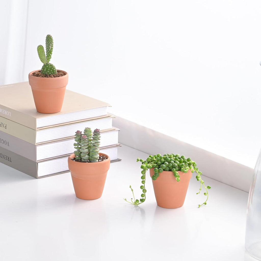 Live Succulent String of Pearls, Approx 2-inch Large, Potted Succulents, Fully Rooted, Easy Care House Plants