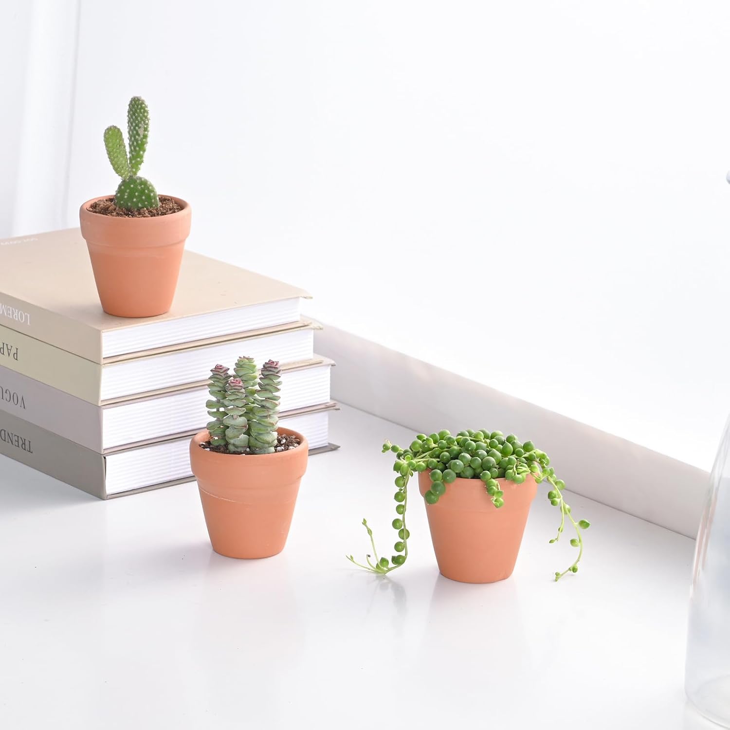 Live Succulent String of Pearls, Approx 2-inch Large, Potted Succulents, Fully Rooted, Easy Care House Plants