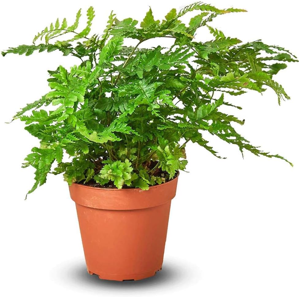 Austral Gem Fern Live Plant for Indoor | Different Houseplants in 4'' & 6'' Pot | Real House Plant for Living Room, Office, Desk & Bathroom | Asplenium dimorphum x difforme
