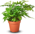 Austral Gem Fern Live Plant for Indoor | Different Houseplants in 4'' & 6'' Pot | Real House Plant for Living Room, Office, Desk & Bathroom | Asplenium dimorphum x difforme