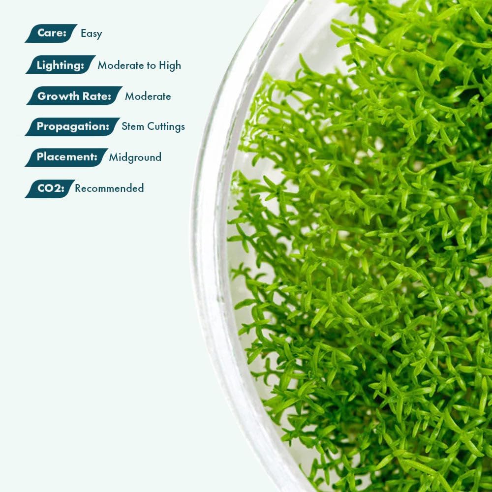SubstrateSource Live Plant - Hedyotis salzmannii - Midground Stem with Bright Green Growth, Snail-Free in Vitro Aquarium Plant - Tissue Culture