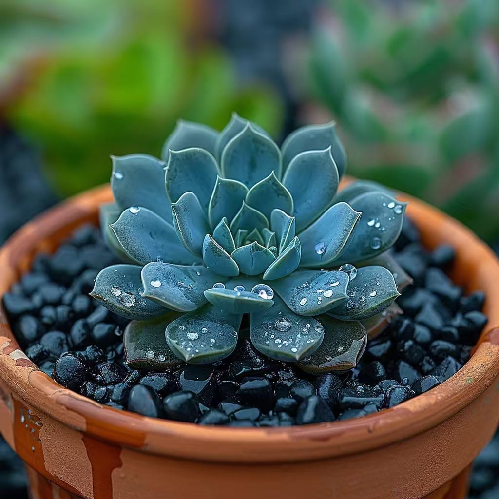 HappyFiller 0.88 LB Black Gravels Small Stones Succulent Mini Rocks Planter Soil Cover Pebbles, Fairy Garden,Terrarium,Lucky Bamboo,Cactus Topper Dressing Decor,Aquarium Fish Tank Bottom Granule