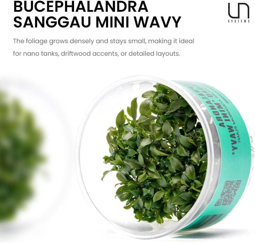 UNS Snail Free TC Bucephalandra Sanggau Mini Wavy (Bucephalandra sp. 'Sanggau Mini Wavy') - Low to Medium Light, Dark Green Accent, Foreground Tank Placement - Tissue Culture, 1 Pack