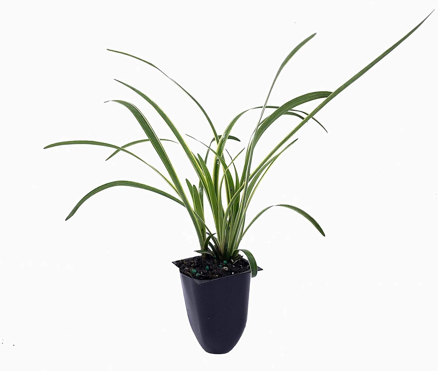 Variegated Liriope | 10 Live Plants | Liriope Muscari Variegata | Ornamental Ground Cover Plants | Evergreen Foliage