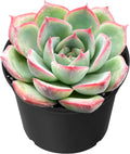 Sprout N Green Echeveria 'Silhouette', Mini Live Succulent Fully Rooted in 2 inch Starter Pot with Soil Mix, House Plant for Indoor Outdoor Home Office Wedding Decoration Party Favor