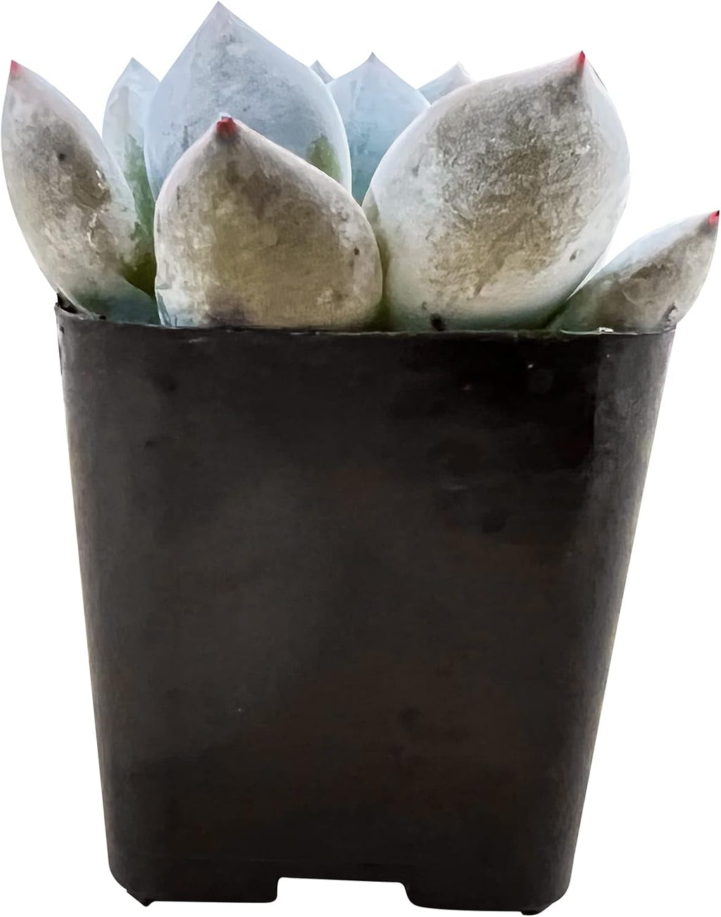 Sprout N Green Echeveria 'Snow Angel', Live Succulent Fully Rooted in 2in Pot, Rare House Plant for Home Office Wedding Hanging Decoration, DIY Projects, Party Favor