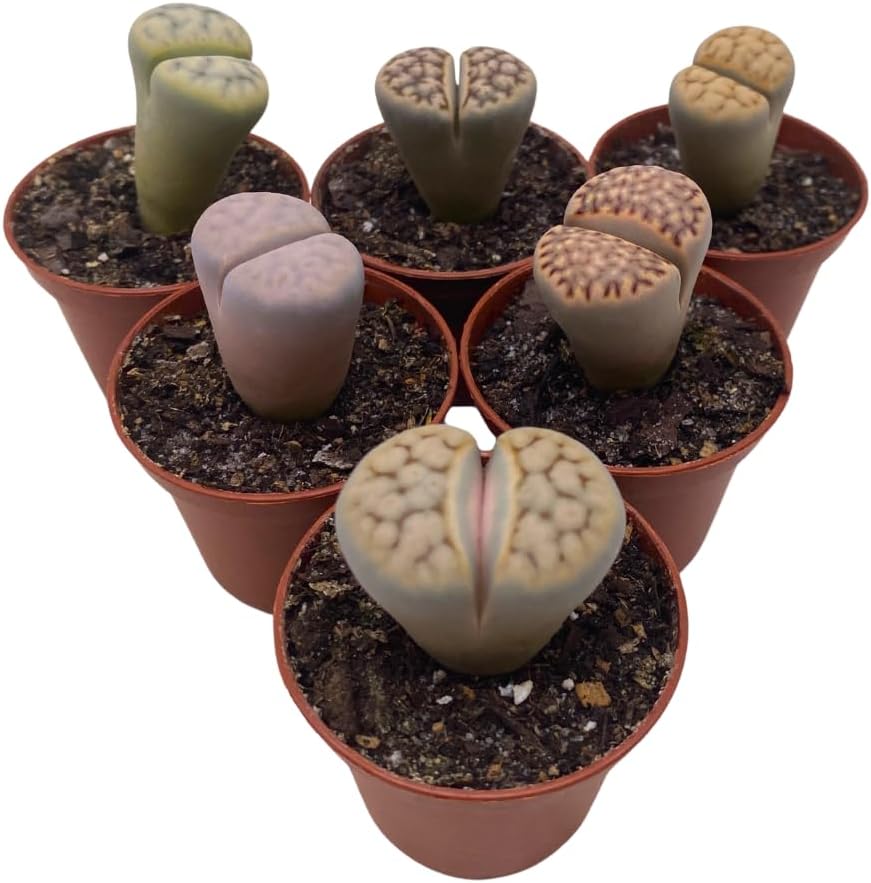 BubbleBlooms Lithops Assortment Living Stones Succulent 2 inch Set of 6