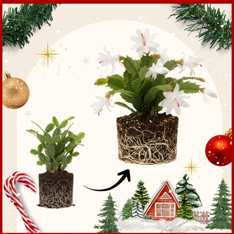 2 Pink Christmas Cactus Plants Live, True Thanksgiving Cactus Live Size 6-9" Inches Tall, Ready to Blooms, Holiday Houseplant, Cold Hardy, Bloom in Winter