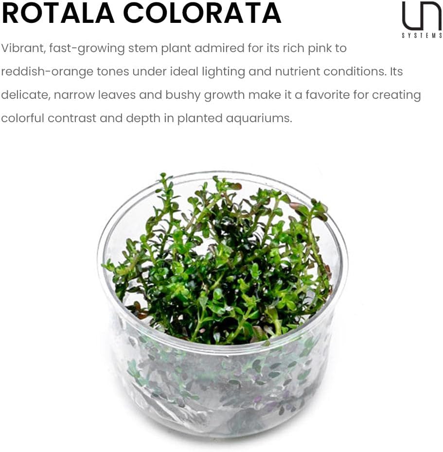 Ultum Nature Systems Live Tissue Culture - Rotala 'Colorata' - Moderate - High Light - Reddish-Pink Accent - Midground to Background - 100% Snail Free Grown in-Vitro - Regular Cup