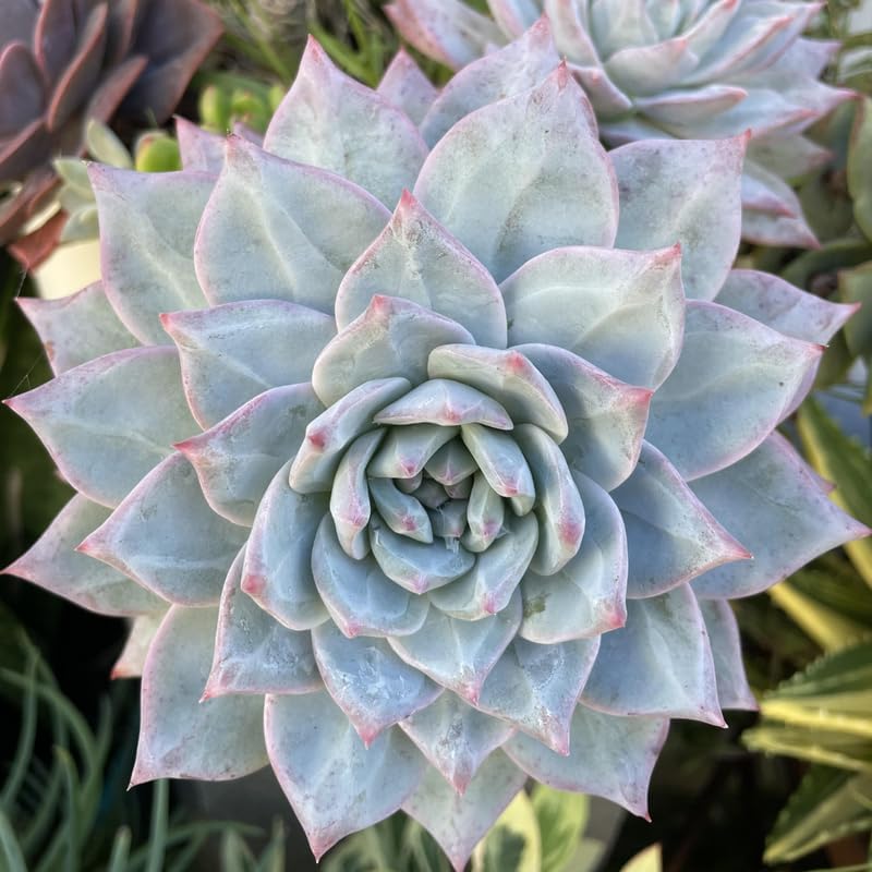 Echeveria Succulents Live Plants for Planting, Live Echeveria Succulents, Live Echeveria Plant, Live Echeveria Succulents, Echeveria Blue Bird, 2.5 Inch Pot