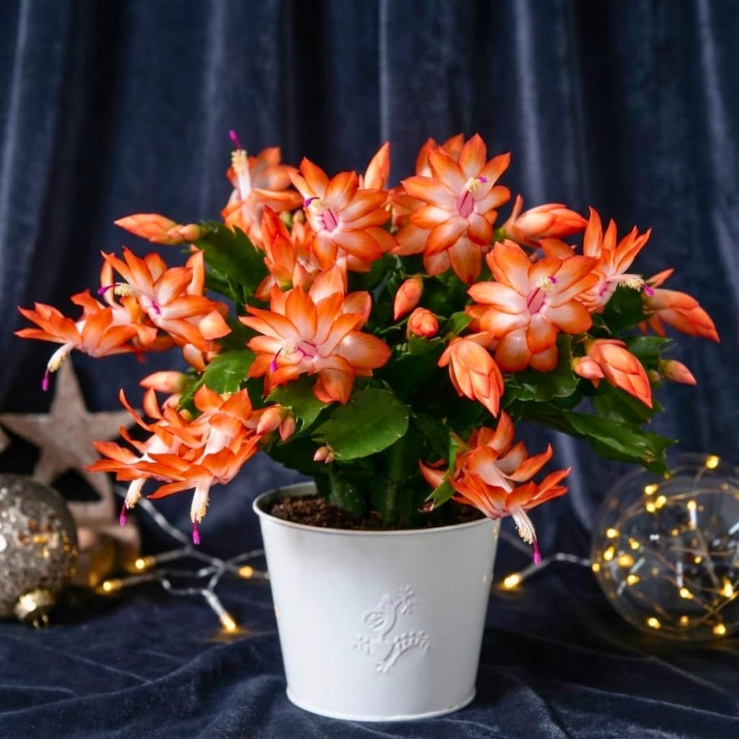 Thanksgiving Cactus Plants Live in 4" Pot, Holiday Christmas Cactus, Colorful Indoor Houseplant, Zygocactus Like, Ready to Bloom (Light Orange or Salmon)