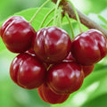 7 Months Old Dwarf Barbados Cherry Tree Live Plant, Fast-Growing and High Yielding Sweet Fruit, Edible Fruit Bearing Tree for The Patio and Garden, No Pot, 4-8" in Tall