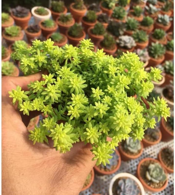 Yellow Sedum Plant, Stonecrop Rare Succulent, Sedum Succulents Plants Live in 4" Pot