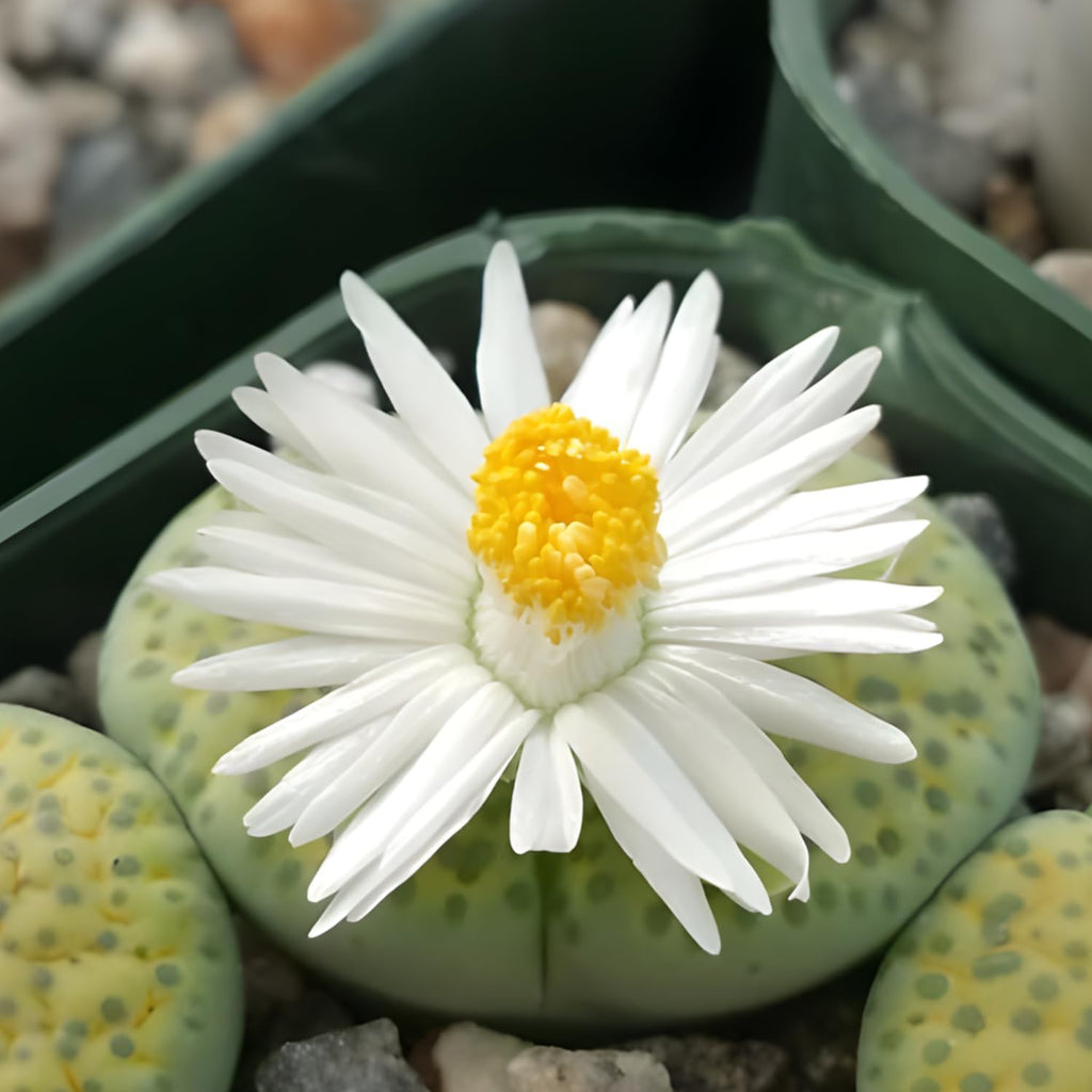 Lithops Large Random Mix Living Stones Succulent Plants Live | 10 Pcs Live Lithops Seedlings | Bare Root Without Pot or Soil, Suitable for Indoor or Outdoor Gardens & Office Use, Friend Plant Lovers